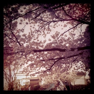 posted from instagram
