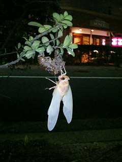 I